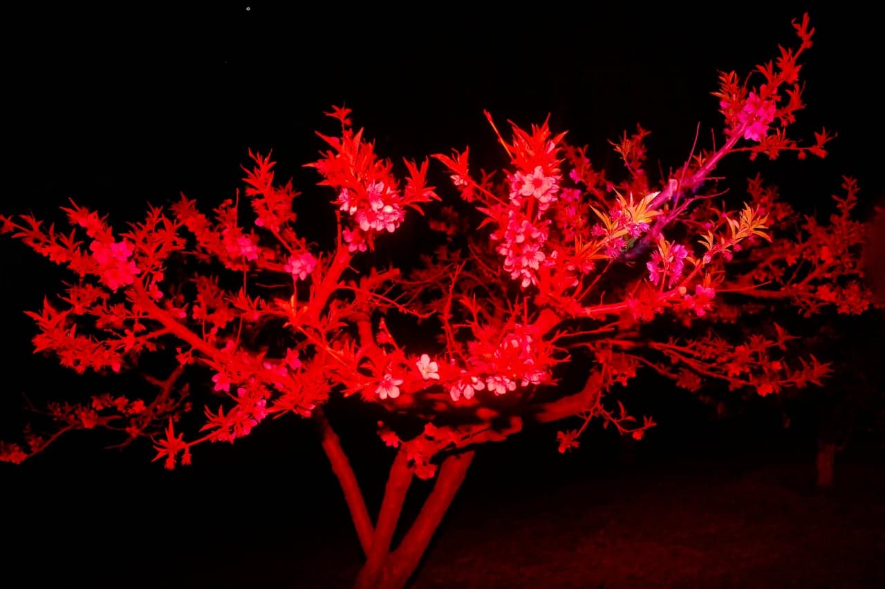 Red-lit flowering tree at night.